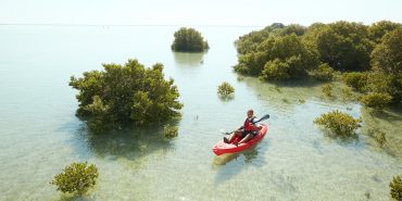 1645803895_Grid_Qatar_Mangroves_10557